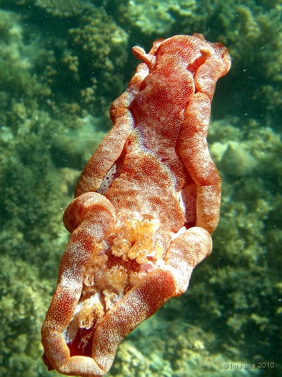 02- Le nudibranche mesure 15cm environ - Hexabranchus sanguineus - Ilot Maitre.JPG